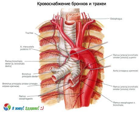 Bronkiene