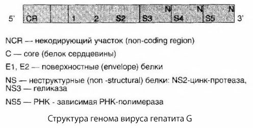 Hepatitt G-virus (HGV) Hepatitt G-virus (HGV)