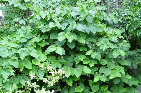 Kava produseres fra roten til en busk (Piper methysticum)