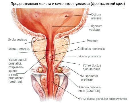 Prostatakjertel (prostata)