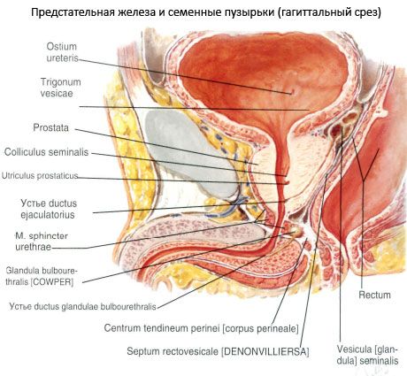 Prostatakjertel (prostata)