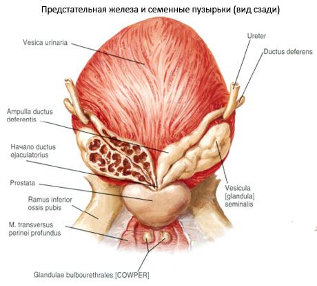 Prostatakjertel (prostata)